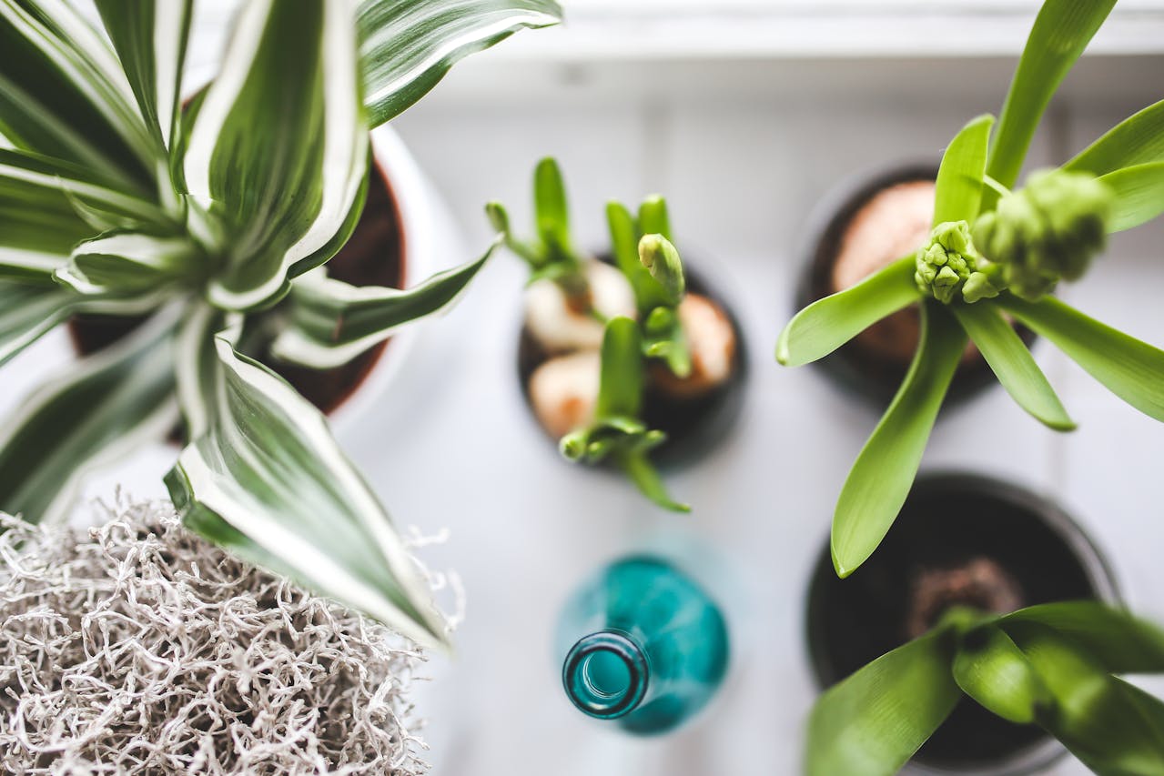 Kunstplanten online: zo voorkom je een neppe glans in huis